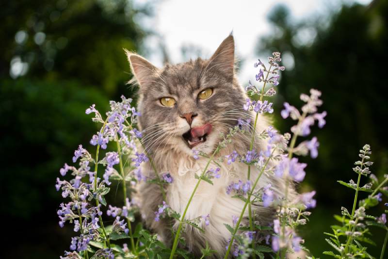 maine coon liếm môi sau khi ăn một cây hoa