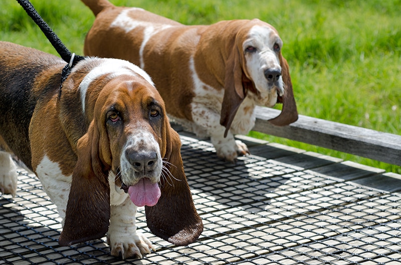 male and female Basset Hound walking