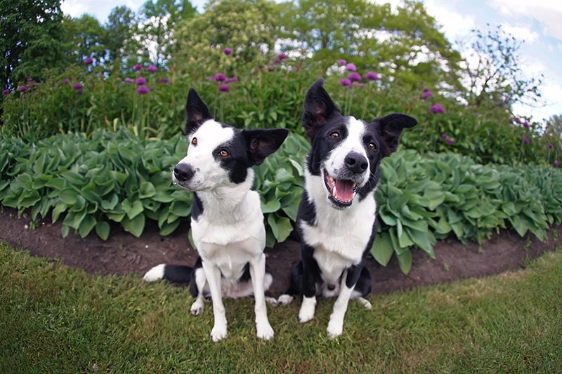 male and female black and white Border Collie dogs