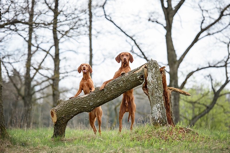 male and female vizslas standing next to each other