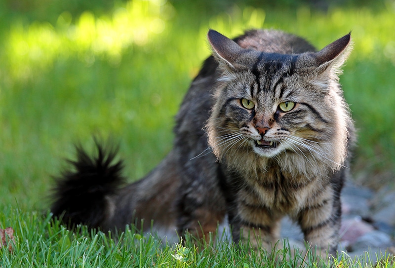 male Norwegian forest cat with flehmen response