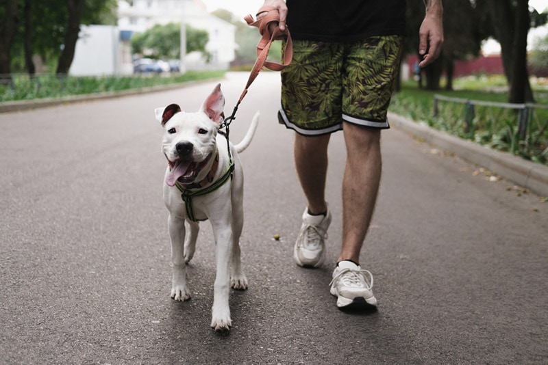 male owner walking his pit bull puppy outdoor