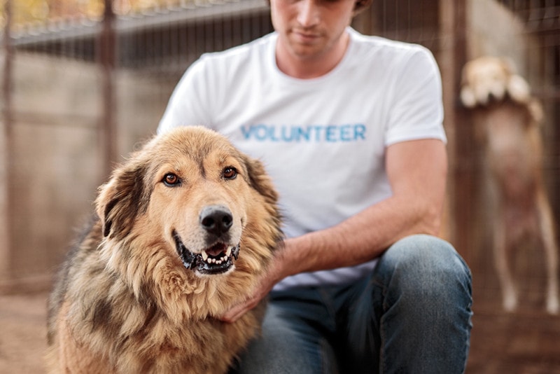 male volunteer petting dog in animal shelter