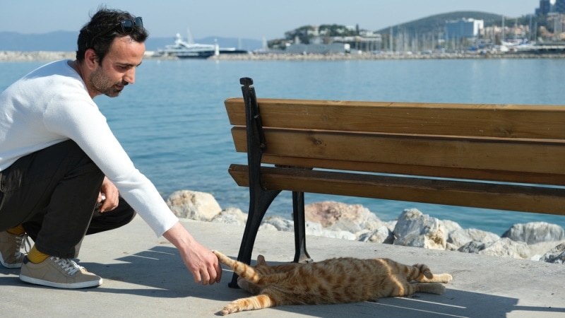 man playing with orange cat outdoor