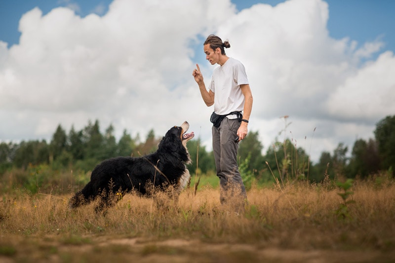 người đàn ông huấn luyện chó núi bernese trên cánh đồng