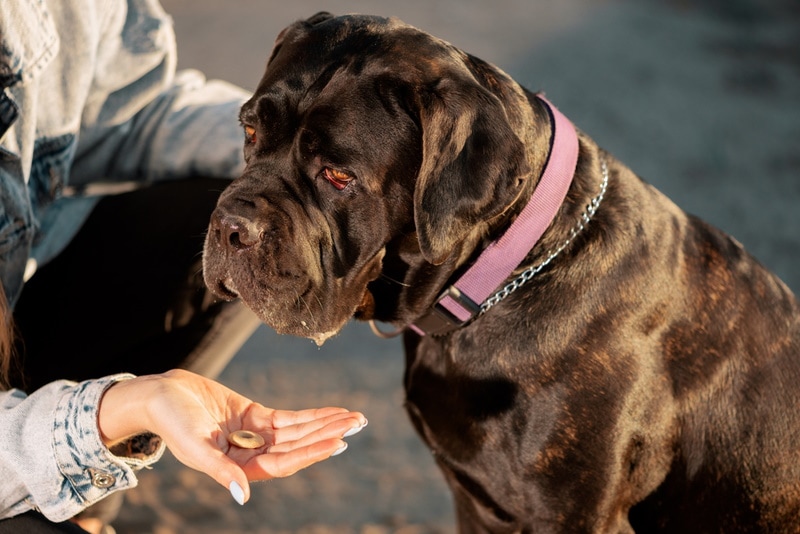 chó mastiff được đãi