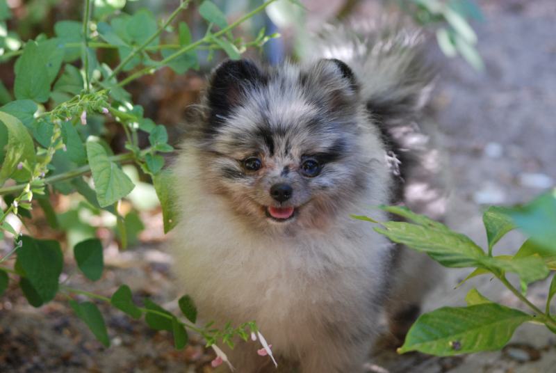 merle pomeranian puppy dog