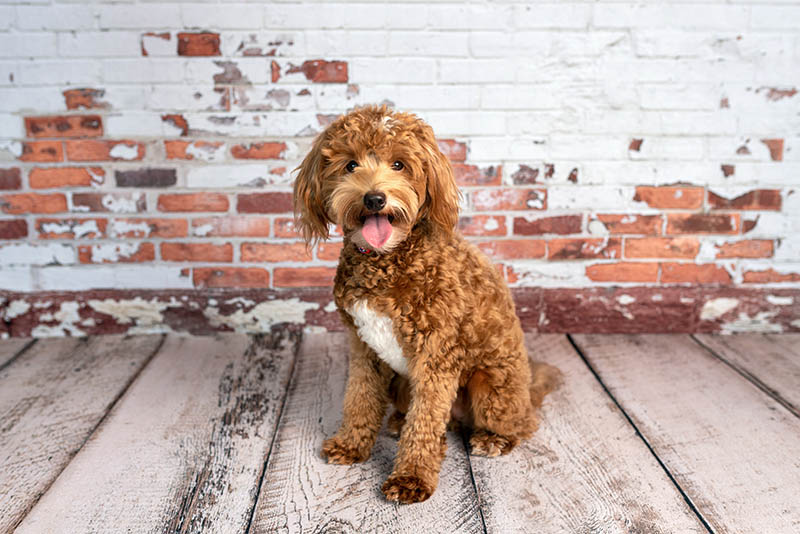 Mini goldendoodle sitting