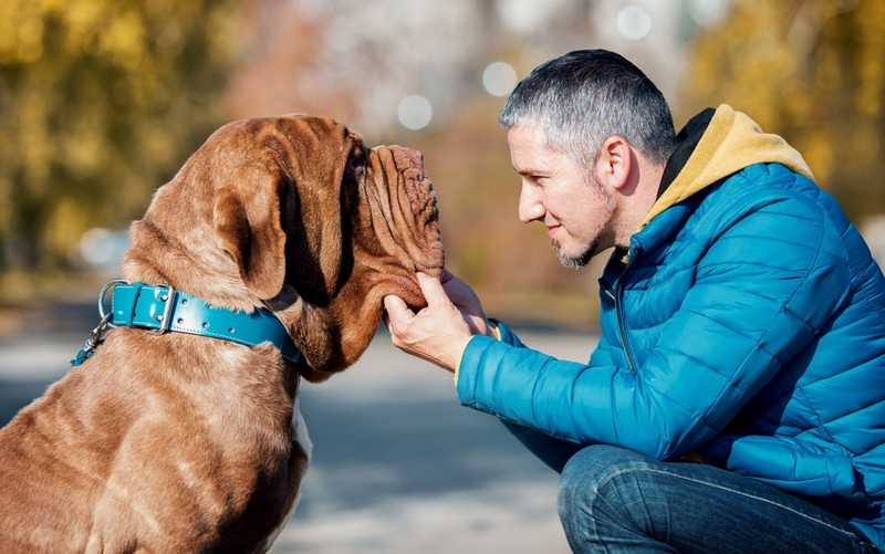 neopolotan mastiff with his owner