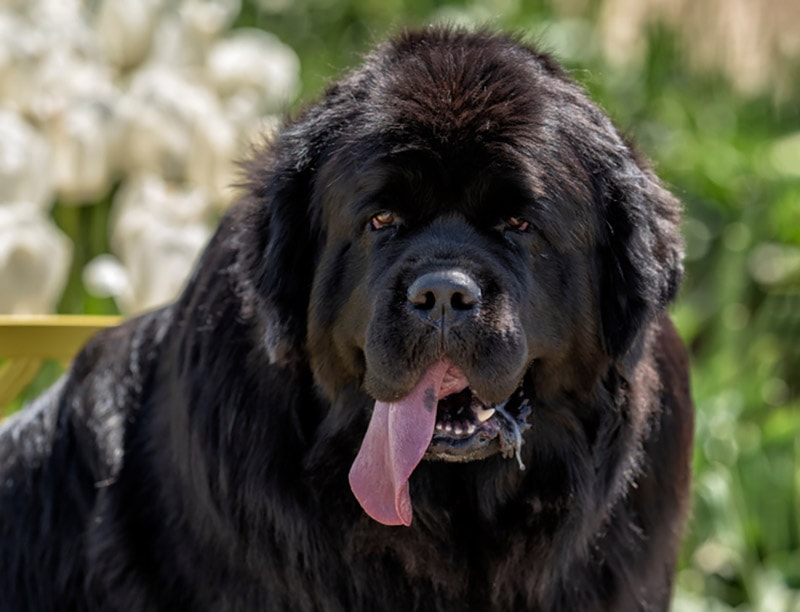 newfoundland dog slobbering