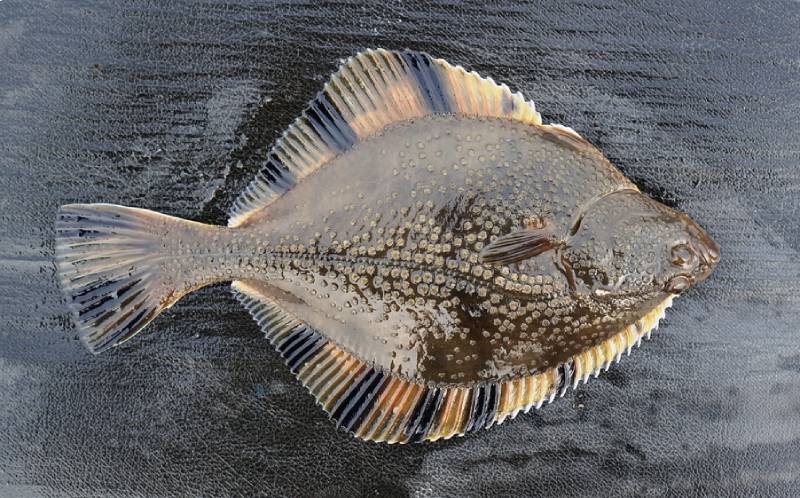 newly caught flounder fish