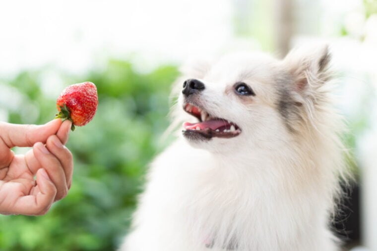can-dogs-eat-bagels-our-vet-explains-hepper