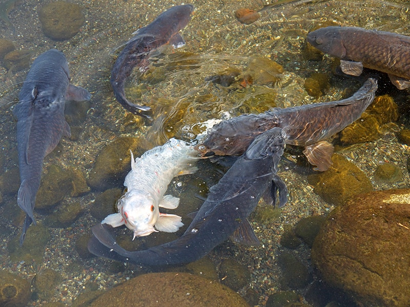one white koi fish with multiple black koi in the pond
