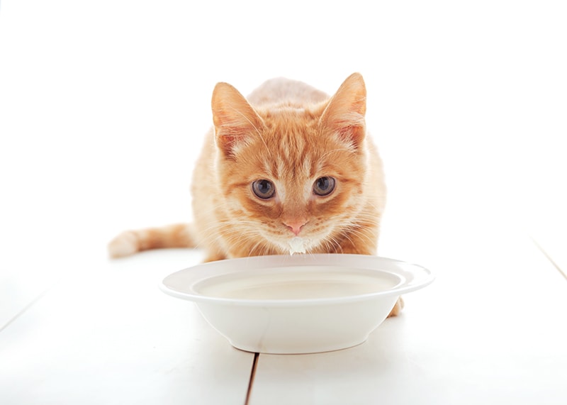 orange cat drinking milk from a bowl