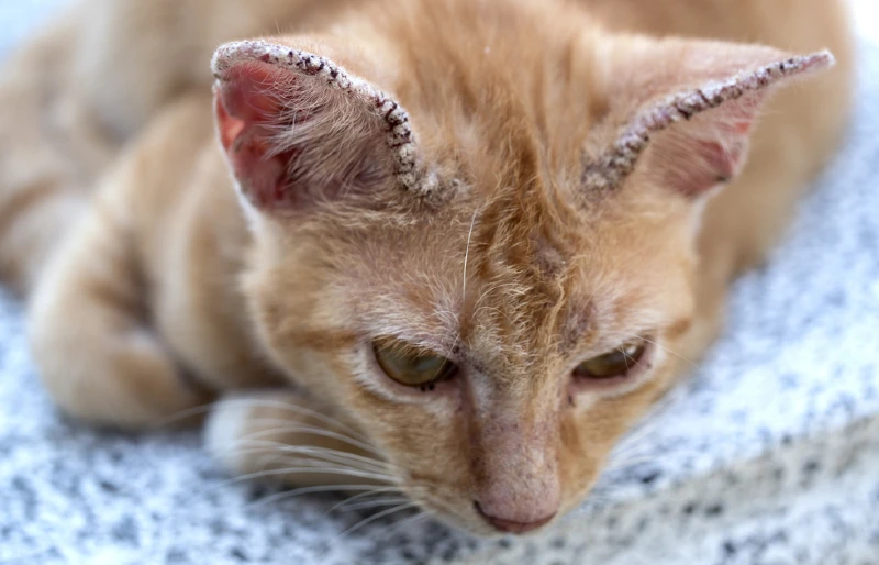 mèo màu cam bị ù tai do nấm ngoài da