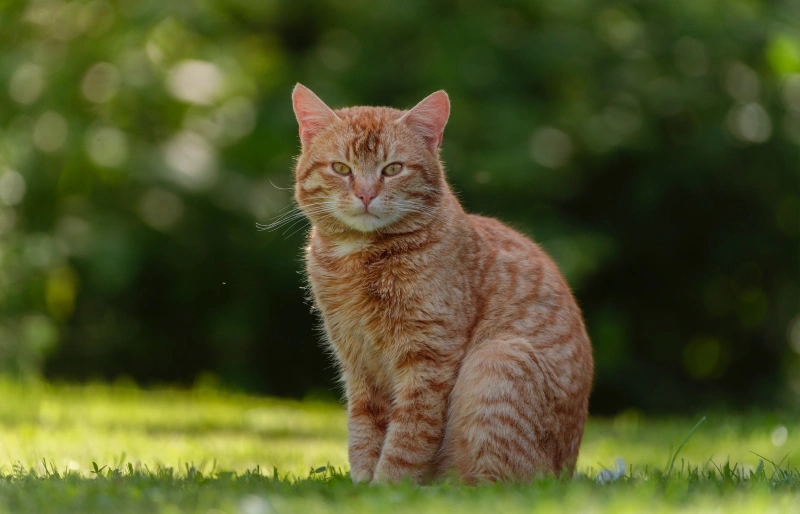 orange tabby cat sitting on grass outdoors