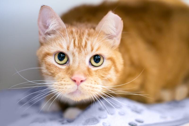 orange tabby shorthair cat with its left ear tipped