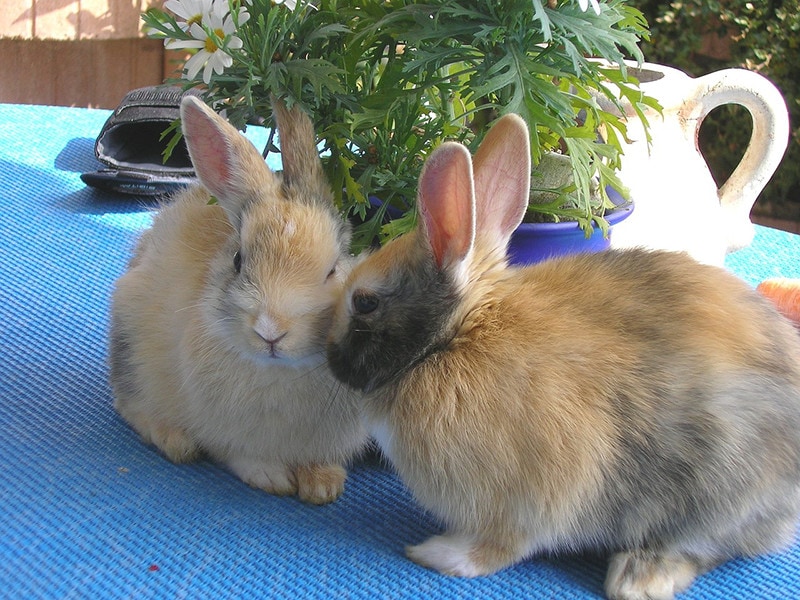 pair of rabbit