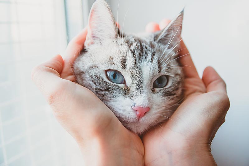 palm of hands on cats cheek