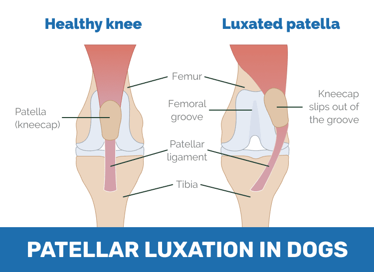 patellar luxation in dogs