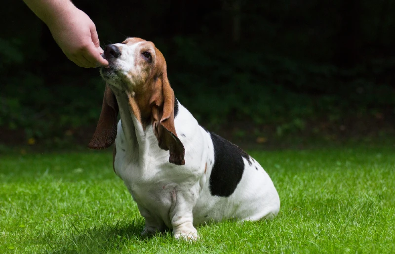 person giving a treat to a basset hound