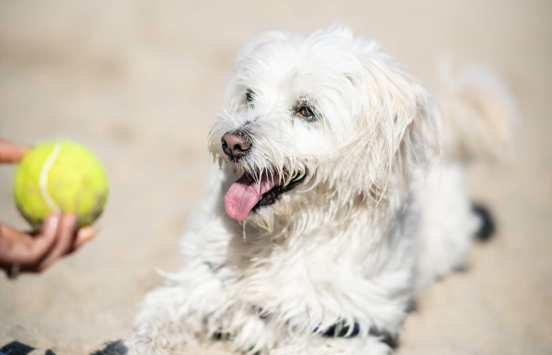 person training a white Maltese dog with tennis ball on the beach