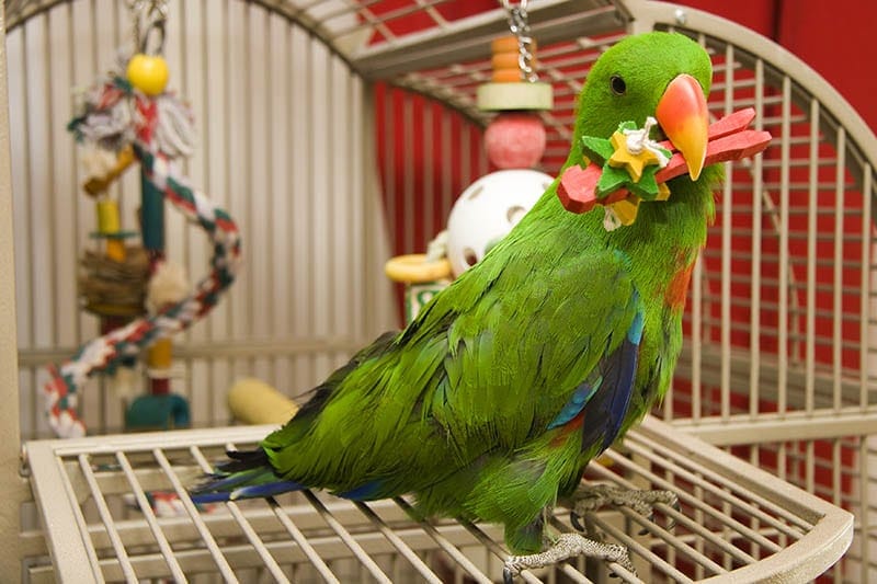 pet bird electus parrot playing with toy