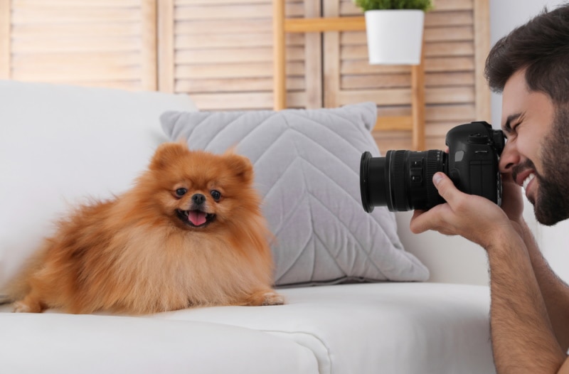 photographer taking picture of pomeranian dog