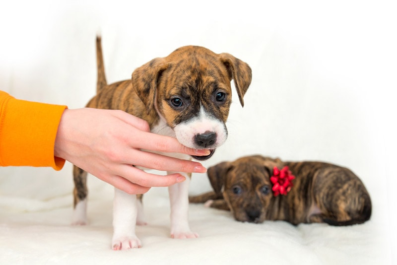 pit bull puppy biting a finger