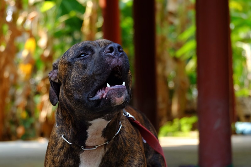 pitbull barking