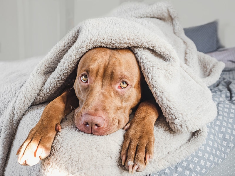 pitbull dog covered with blanket