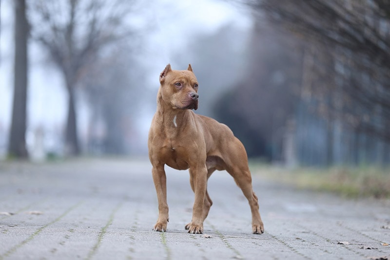 pitbull dog standing outdoor