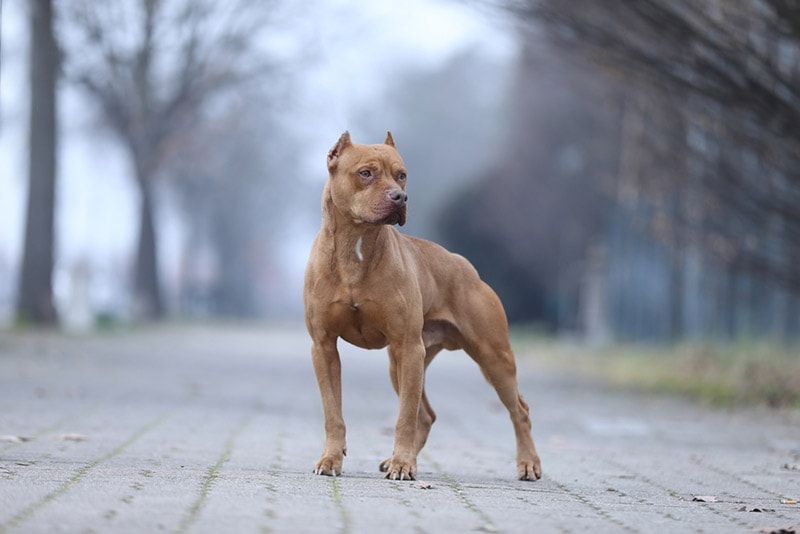 what should i look for in a pitbull puppy