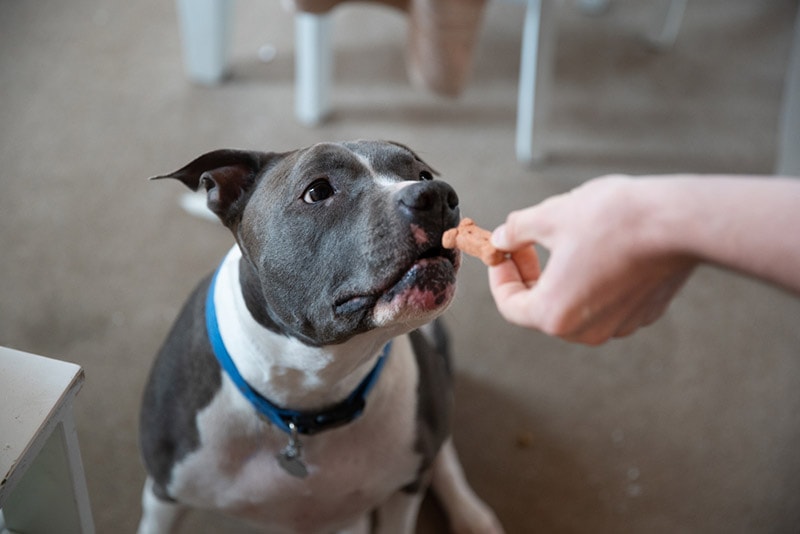 pitbull puppy getting a treat