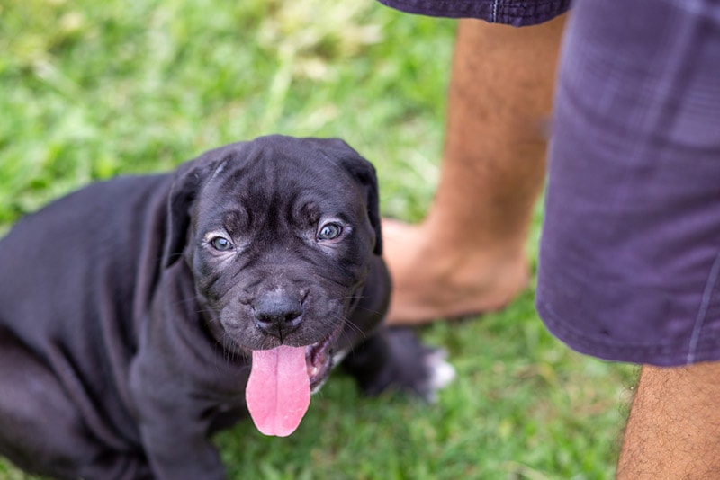 pitbull puppy sitting outdoor with owner