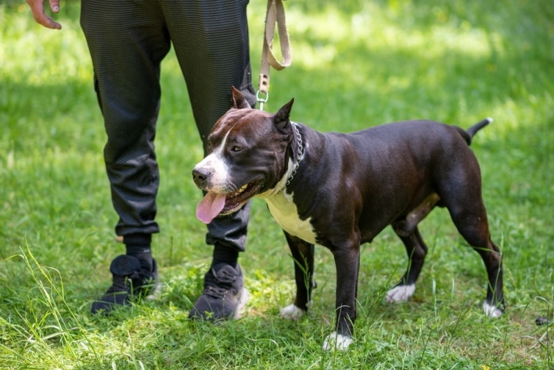 pitbull standing on the grass with owner