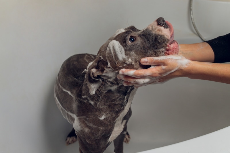 pitbull taking a bath