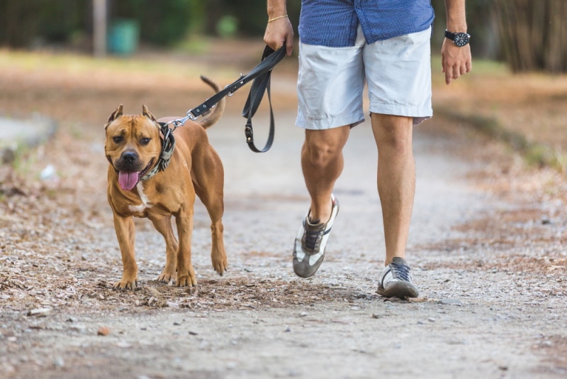 pitbull walking with his owner