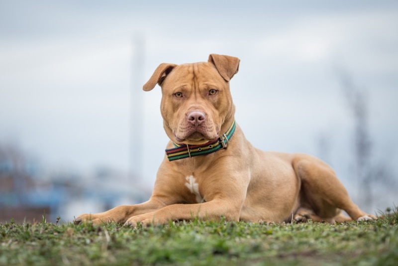 pitbull wearing dog collar