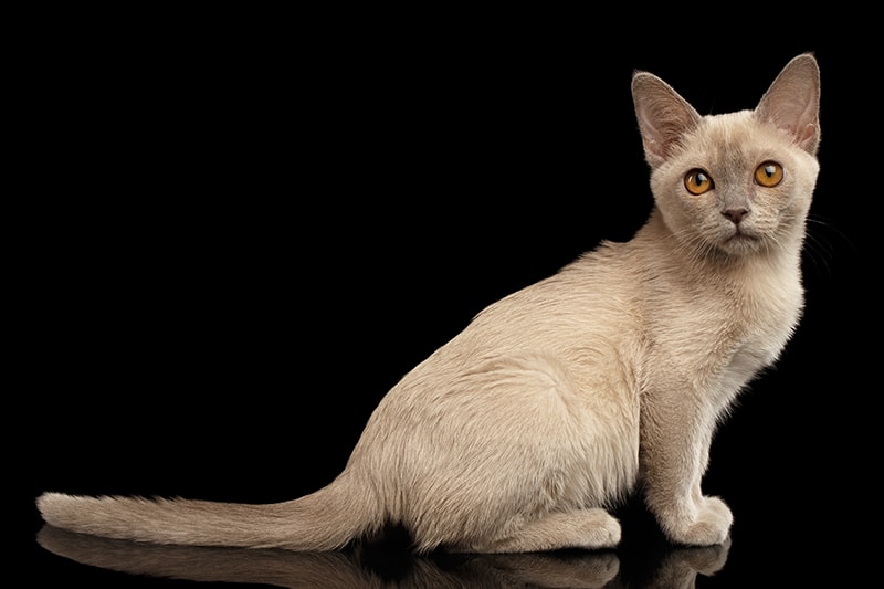 platinum burmese cat