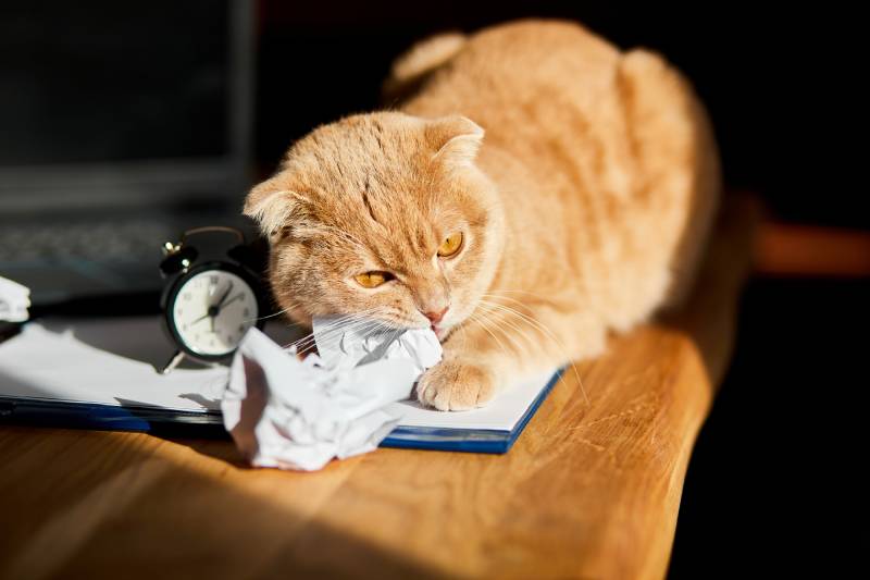 playful cat playing with crumpled paper balls on office desk in sunlight