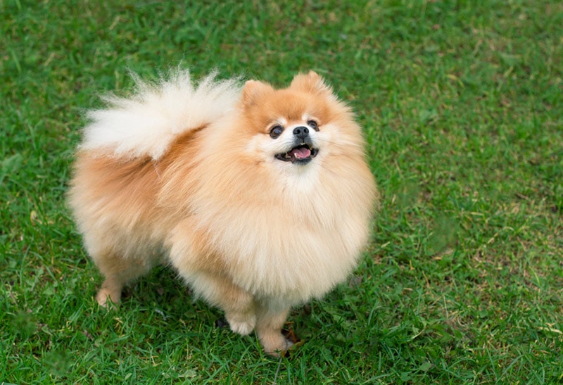 pomeranian dog looking up