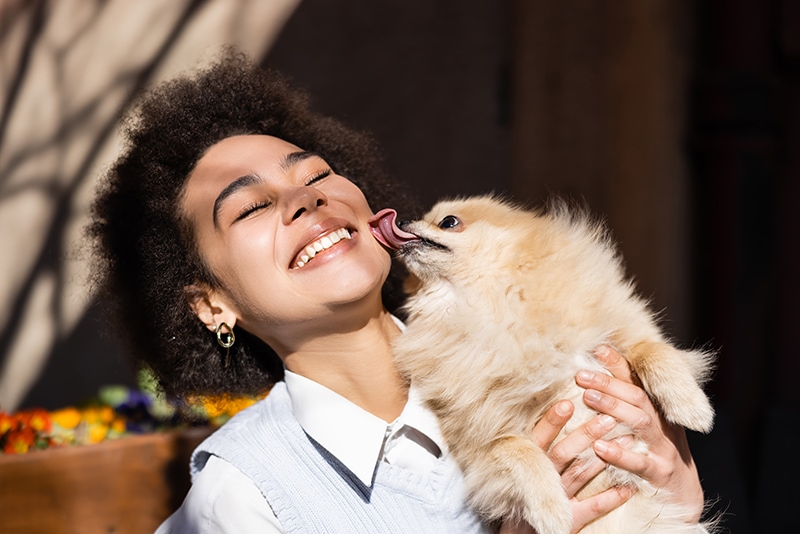 pomeranian licking a woman's face