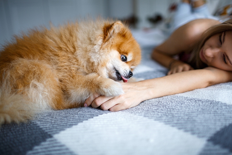 pomeranian liếm tay phụ nữ