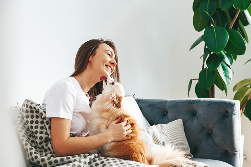 pomeranian liếm chủ của nó