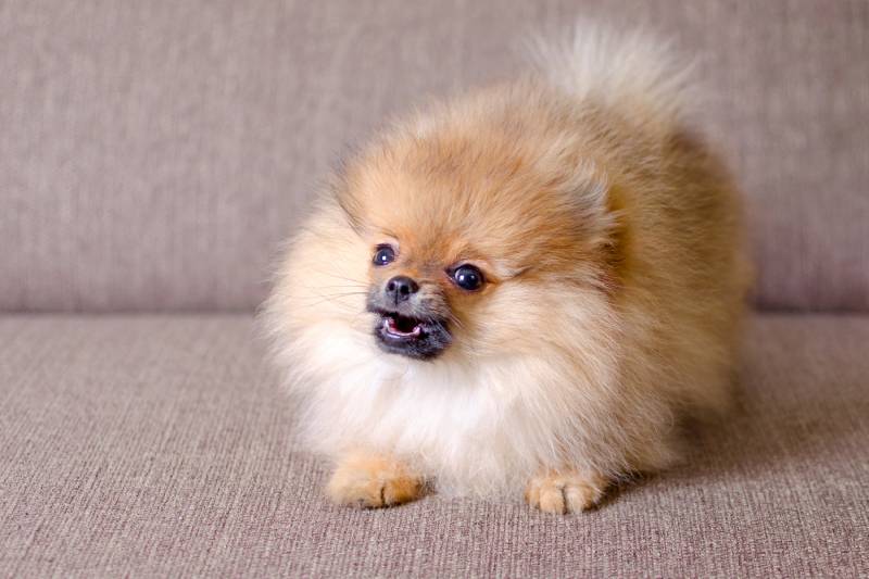 pomeranian puppy barking on the couch