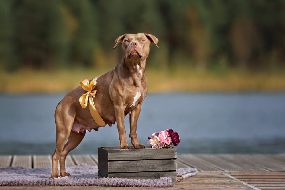 Pregnant American Pitbull Terrier