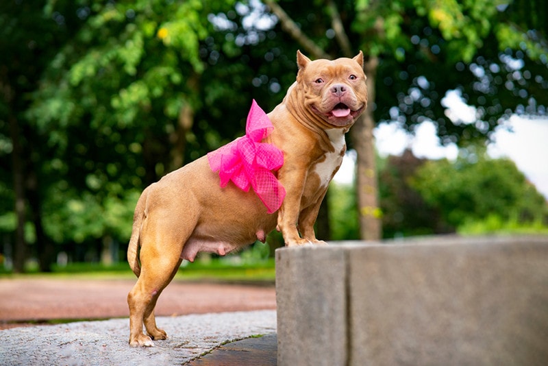 pregnant female pitbull