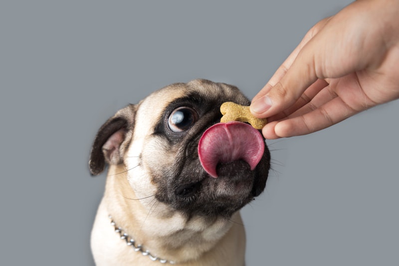 pug dog having treat