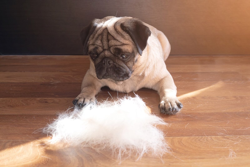 pug dog lying on the floor next to a pile of hair